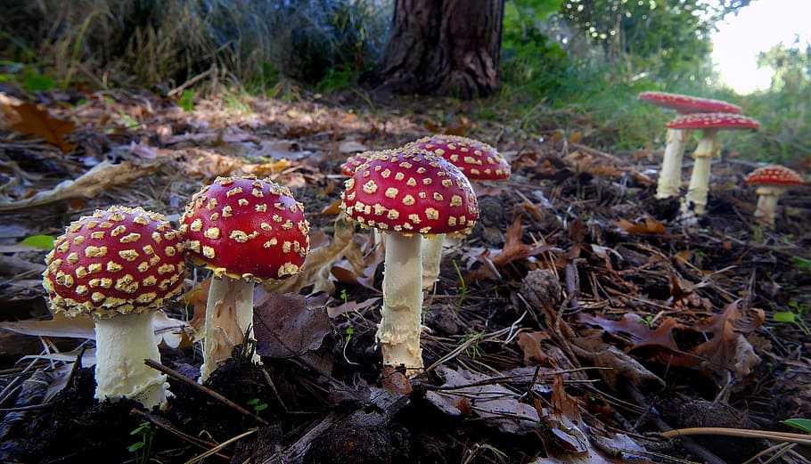 A bed of fly agaric toadstools on a forest floor